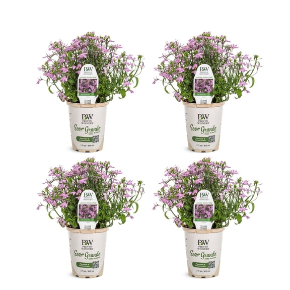Proven Winners 4" Laguna Royale Pink Lobelia Live Plant in 4.25" Pot (4 Count)