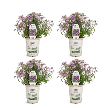 Proven Winners 4" Laguna Royale Pink Lobelia Live Plant in 4.25" Pot (4 Count)