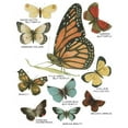 thumbnail image 2 of Wild Apple Portfolio 12x14 Black Ornate Wood Framed with Double Matting Museum Art Print Titled - Botanical Butterflies Postcard II White, 2 of 4