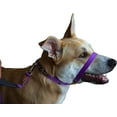 thumbnail image 3 of Canny Collar Easy Pull Dog Collar for Walking and Training - Purple, Size 2, 3 of 9