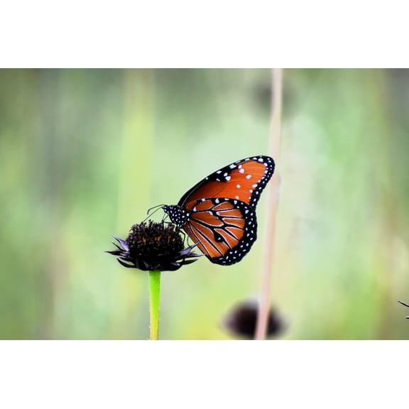 50 RAYLESS SUNFLOWER Helianthus Radula aka Pineland or Stiff Sunflower US Native Yellow Purple Brown Flower Seeds