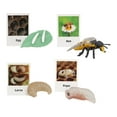 thumbnail image 4 of Figuritas de juguete Macarena ciclo de crecimiento de animales figuras educativas, 4 of 8