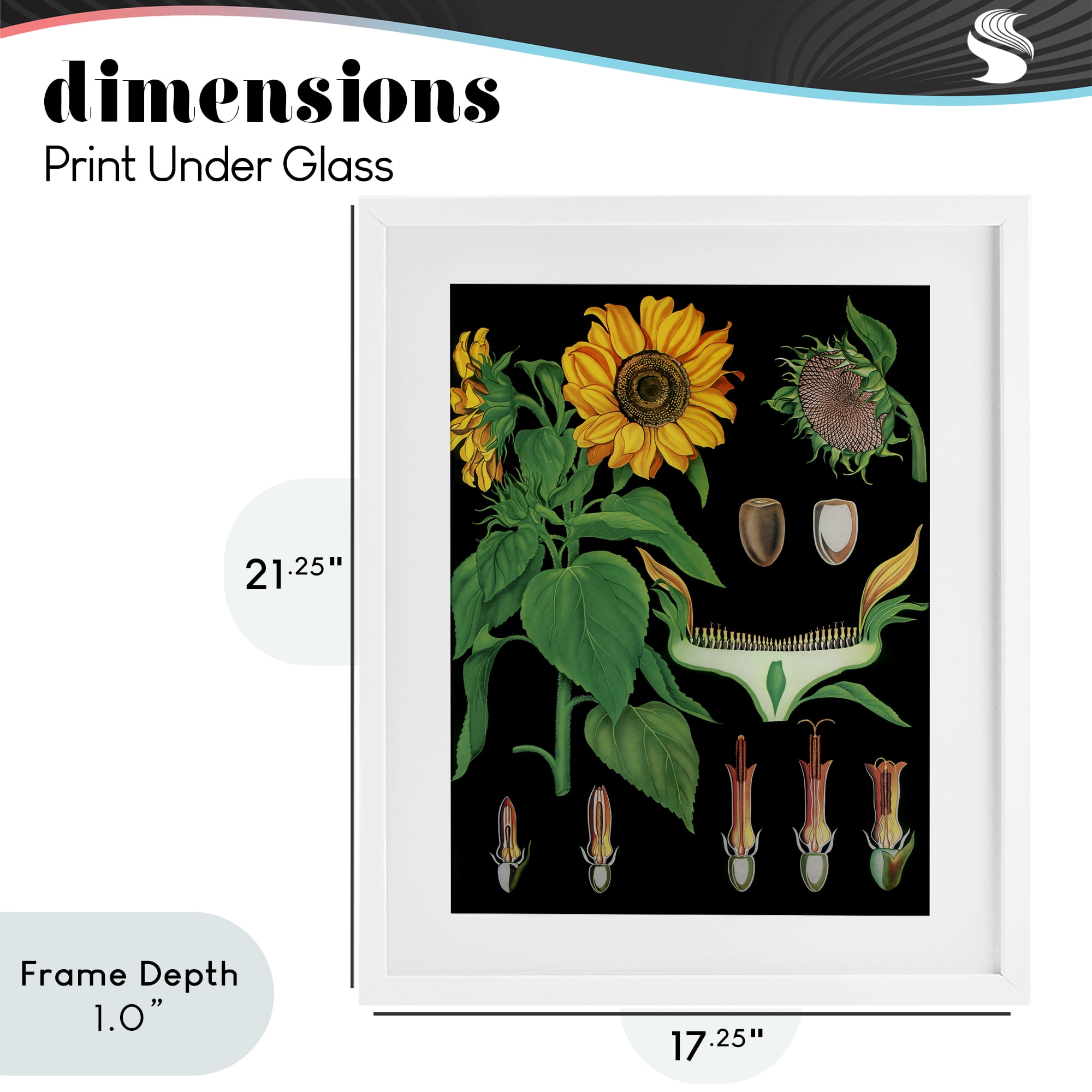 Stupell Industries Sunflower Bulb Illustrations White Framed Print Under Glass, design by Vintage Hustle