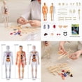 thumbnail image 3 of Transparent Human Body Torso Model with Removable Organs - 29 Piece 3D Anatomy Learning Kit with Skeleton Structure and Instructions, 3 of 9