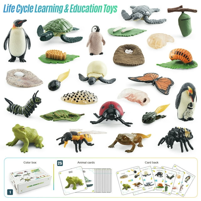 Bisofice Model,Model Kit Bee Turtle Toddler Education Animal Chicken Bee Education Montessori Model Toddler Ideal 3+ Craft Kit 3+ Science Kit Model Butterfly Chicken Toddler Lanru 25pcs Ideal