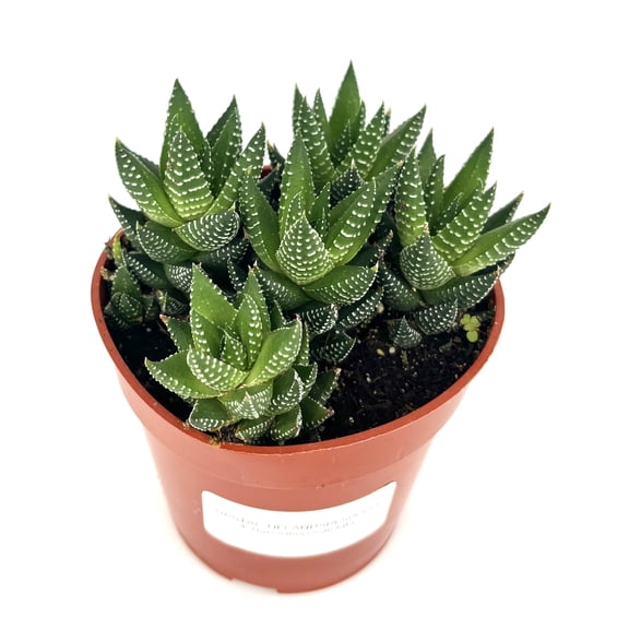 Green and White Haworthia Coarctata Cluster Live Plants in 4in Pot, Easy to Grow, Fast Draining Soil, Bright Light