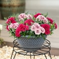 thumbnail image 5 of Expert Gardener 3QT Multicolor Dianthus Live Perennial Plant Decorative Pot Sun, 5 of 7
