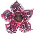 thumbnail image 1 of Factory Sale2020 Halloween Horror Disfraz cosplay Medio Niño Grande Spoof Fiesta Caníbal Flor Tocado Comercio Exterior 852, 1 of 4