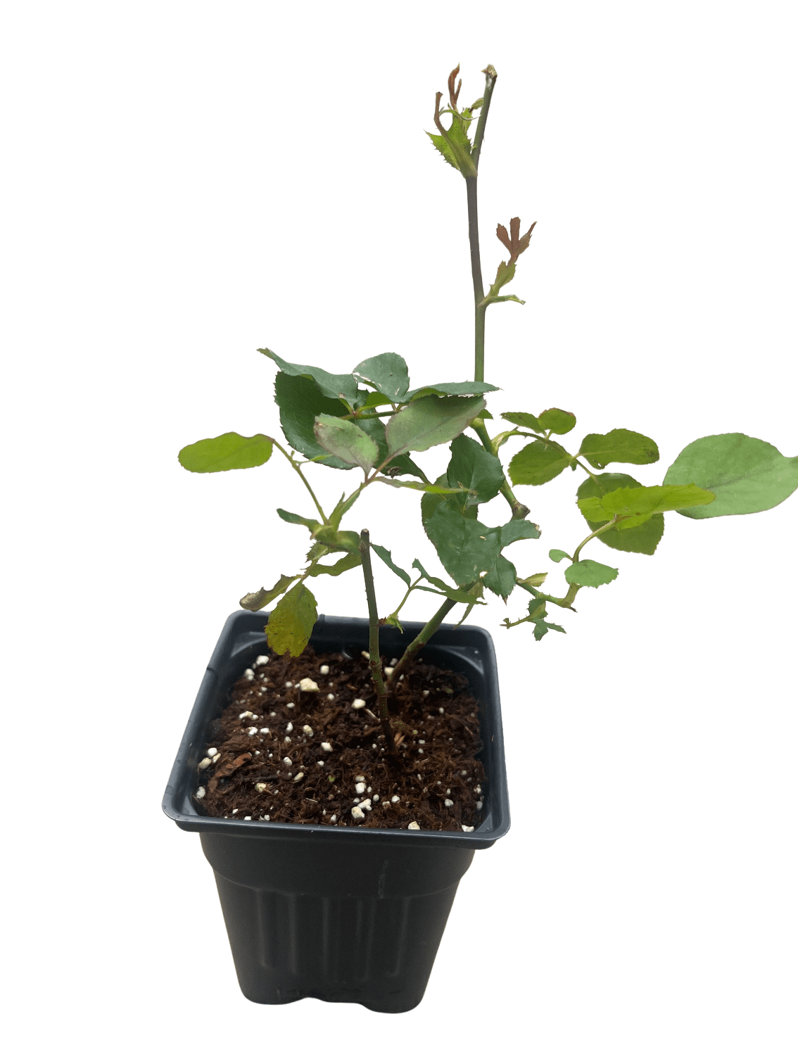 Climbing Blaze Rose - 4" Pot - Scarlet-Red Double Flowers