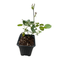thumbnail image 2 of Climbing Don Juan Rose - Fragrant Deep Red Blooms - 4" Pot, 2 of 4