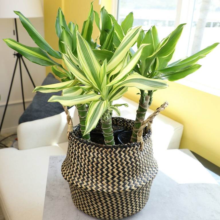 spike dracaena Dracaena 'Spike' main image 1
