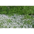 thumbnail image 2 of 20 Graines d'Asperule Galium Odoratum Boisson Douce Fleur Blanche, 2 of 4