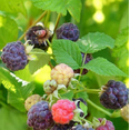 thumbnail image 4 of Glencoe Thornless Raspberry Plants Live, Raspberry Trees Live Plants, Raspberry Seedlings, 5-9 Inc, Raspberry Fruits Trees, 4 of 10
