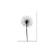 thumbnail image 1 of Cuadro decorativo Dandelion Lienzo by Suma 1 pieza 30 X 45 CM, 1 of 2