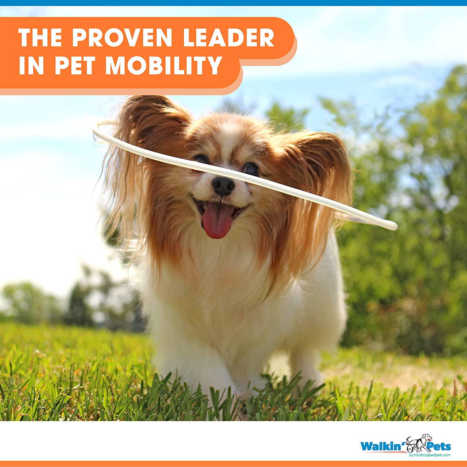 blind dog halo walmart