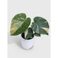 thumbnail image 2 of Monstera Deliciosa 'Thai Constellation' - Live Air-Purifying Indoor Plant in Nursery Pot – Easy Care, Low Maintenance Houseplant for Home & Office Decor, Natural Air Cleaner, Best for Beginners, 2 of 10