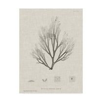 Trademark Fine Art 'Charcoal And Linen Seaweed III' Canvas Art by Henry Bradbury
