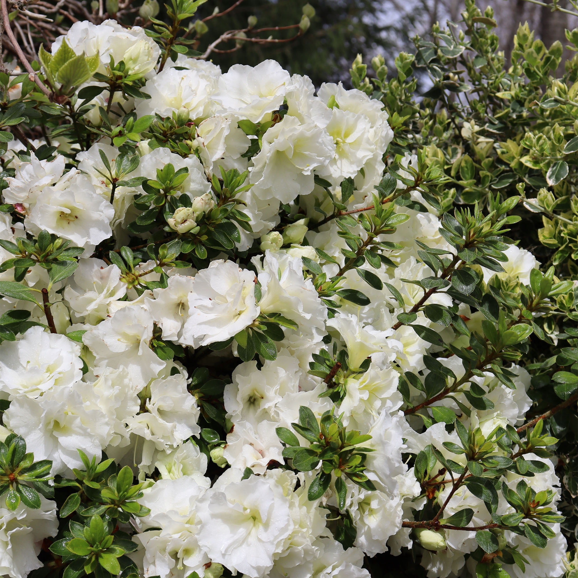 Proven Winners ColorChoice Perfecto Mundo Double White Azalea Live Shrub (2 Gallon)
