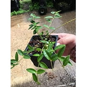 8 Vinca Plants Periwinkle/Vinca - Hardy Groundcover 8 Plants in 4 inch Pots