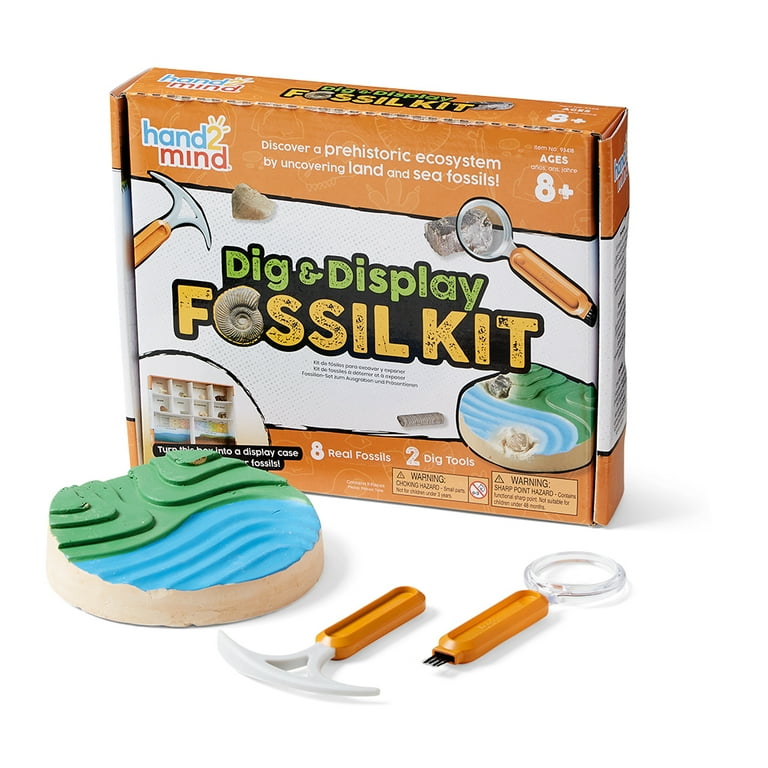 Children's fossil kits sale