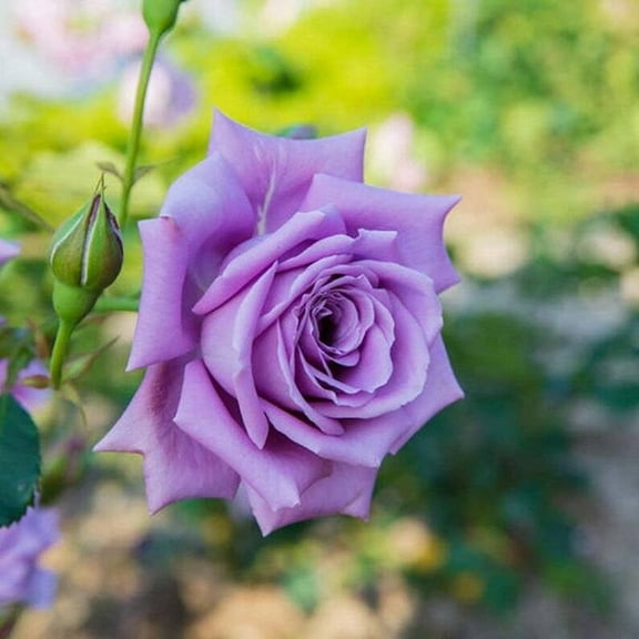 10 Light Purple Rose Seeds Flower Bush Perennial Shrub Flowers Seed 1251