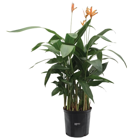 Nature's Way Farms Heliconia Choconiana (18-24 inches tall) in growers pot