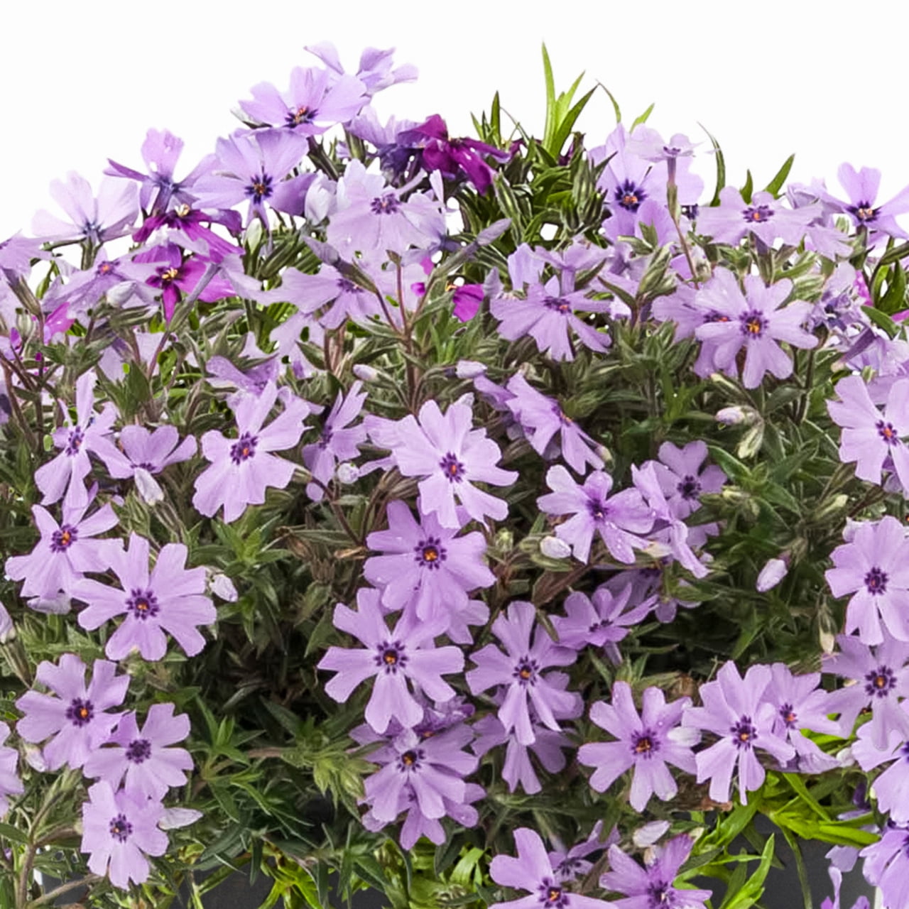 Expert Gardener 2QT Purple Phlox Live Perennial Plant Sun 3-Pack