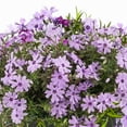 thumbnail image 3 of Expert Gardener 2.5QT Purple Phlox Live Perennial Plant Sun 3-Pack, 3 of 6