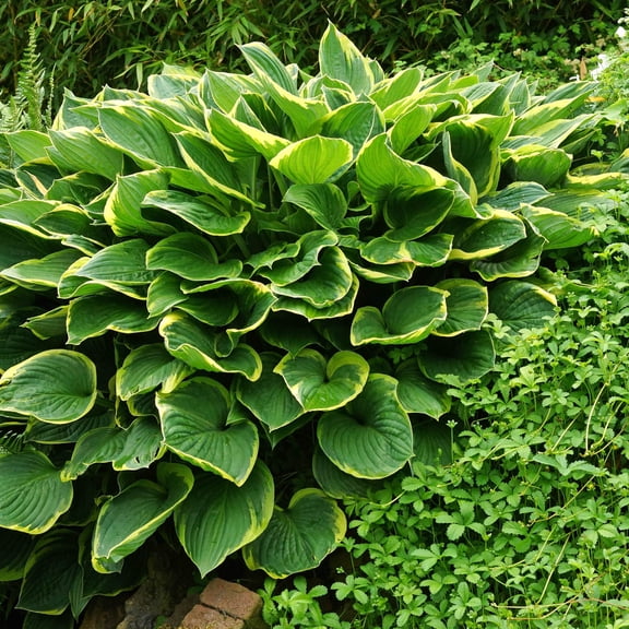 Direct Gardening Aureo Marginata Hosta Dormant Bare Root Sheade Perennial Starter Plants (10-Pack)