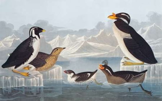 Black-throated Guil
