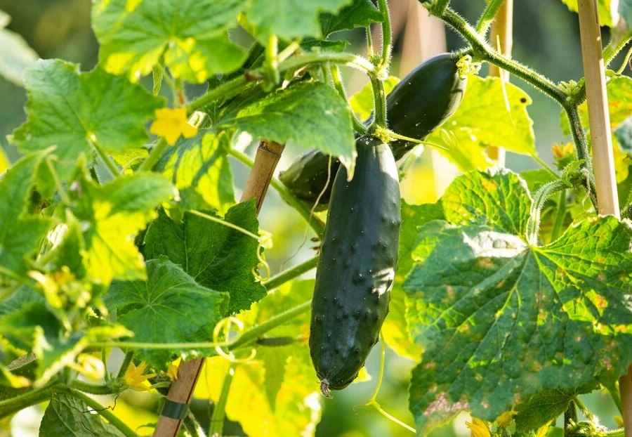 Set 2 Marketmore Cucumber Plants Live, 4 Inch Pot, Cucumber Live Plants, 2 Cucumber Vegetable Starter Plants