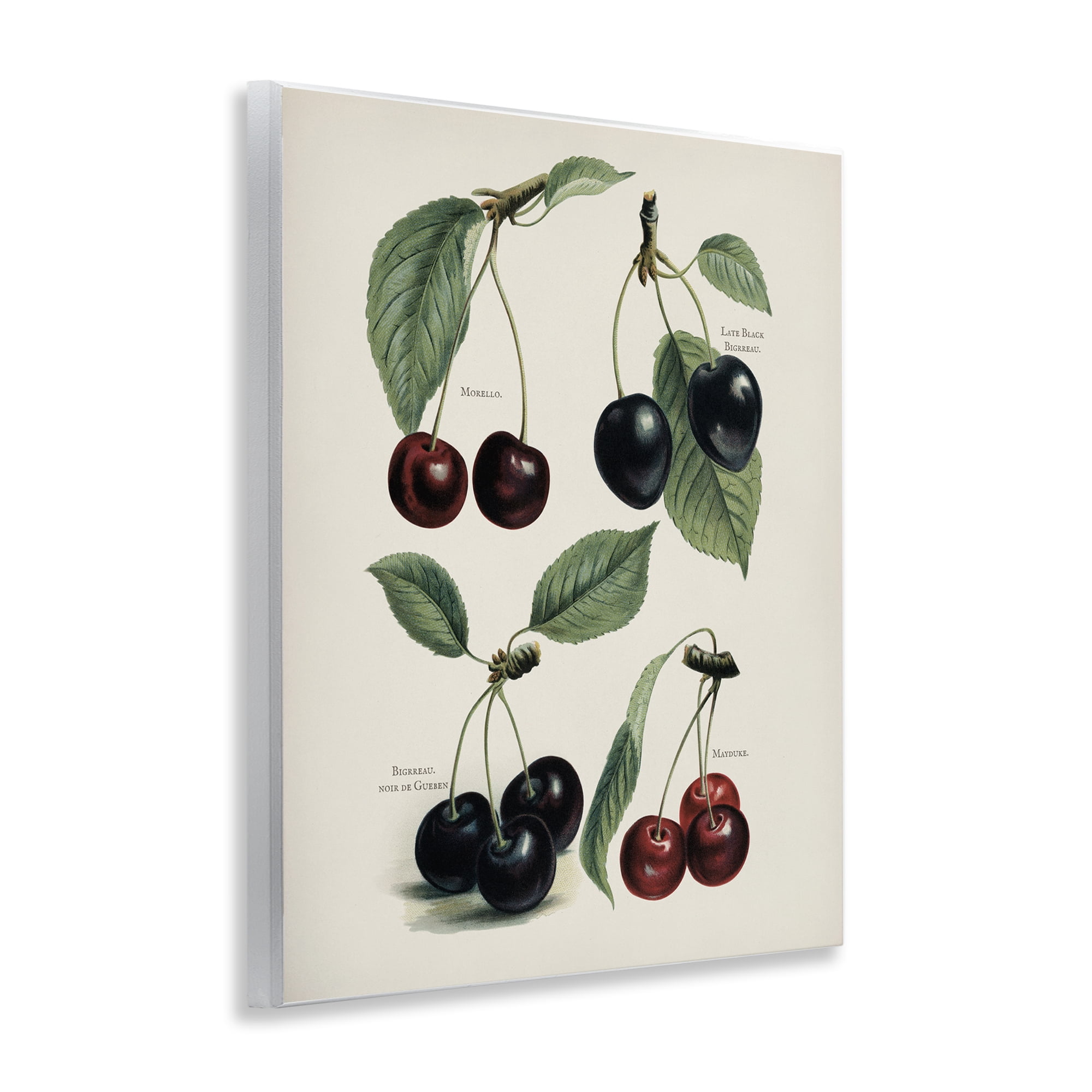 Natural Detailed Cherry Studies Wall Plaque Art, design by Lettered and Lined