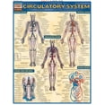 thumbnail image 2 of Circulatory System (Other), 2 of 2