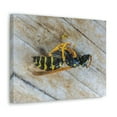 thumbnail image 2 of Funny Wasp Silly Wasp Scene Inside Wall Art Ready to Hang Unframed, 2 of 18
