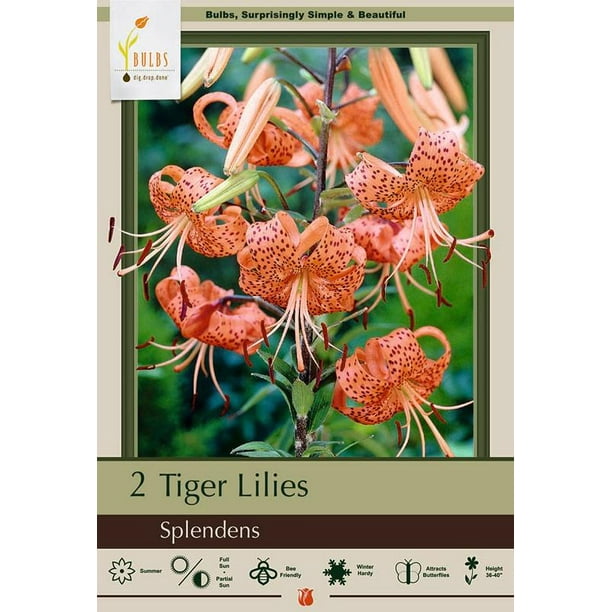 Splendens Orange Tiger Lily 2 Bulbs 14/16 cm