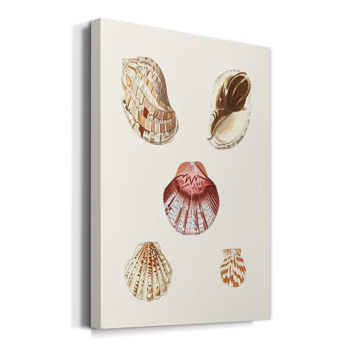 Pastel Knorr Shells V Premium Gallery Wrapped Canvas - Ready to Hang