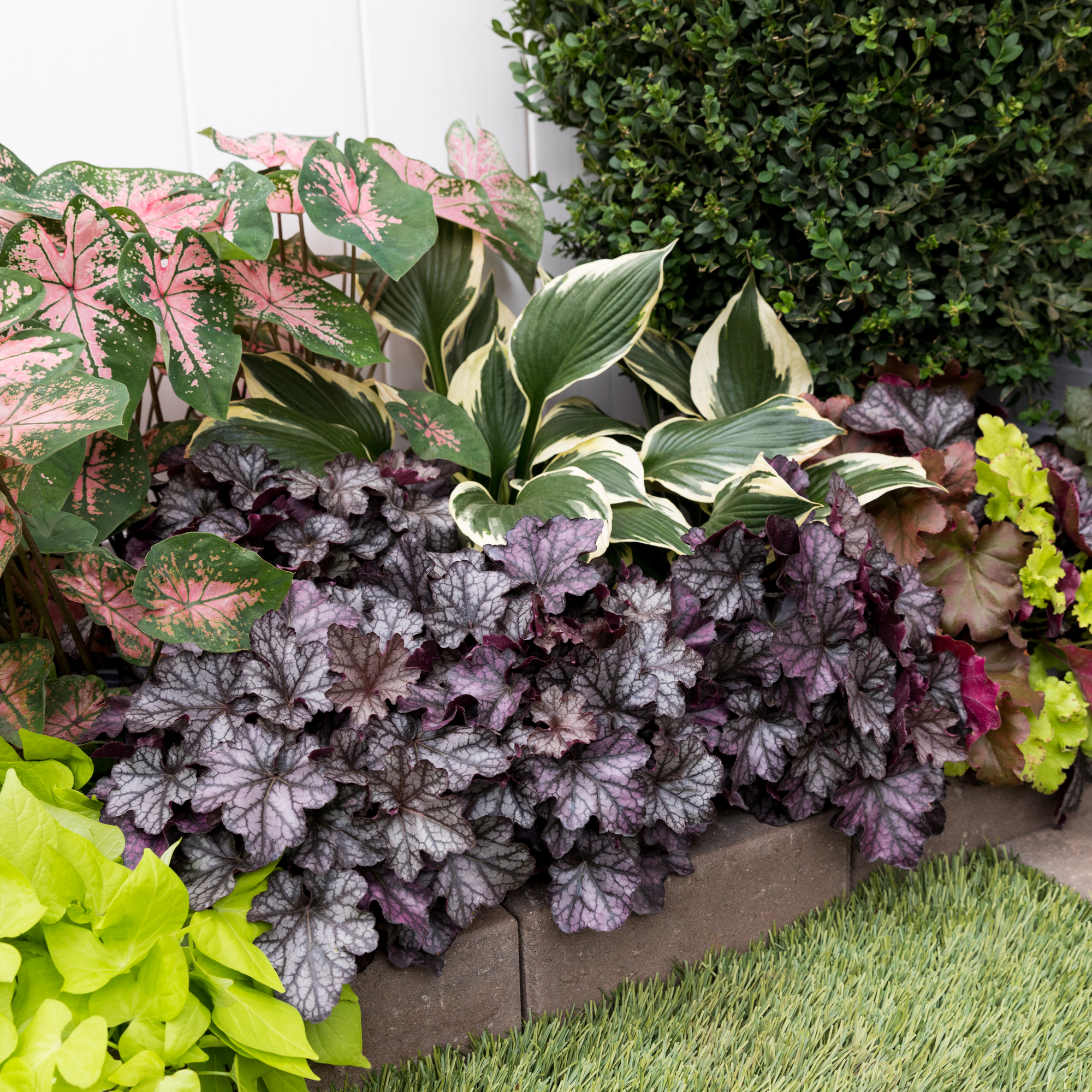 Expert Gardener Purple Heuchera Live Perennial Plant, 3-Pack, 2QT Grower Pots