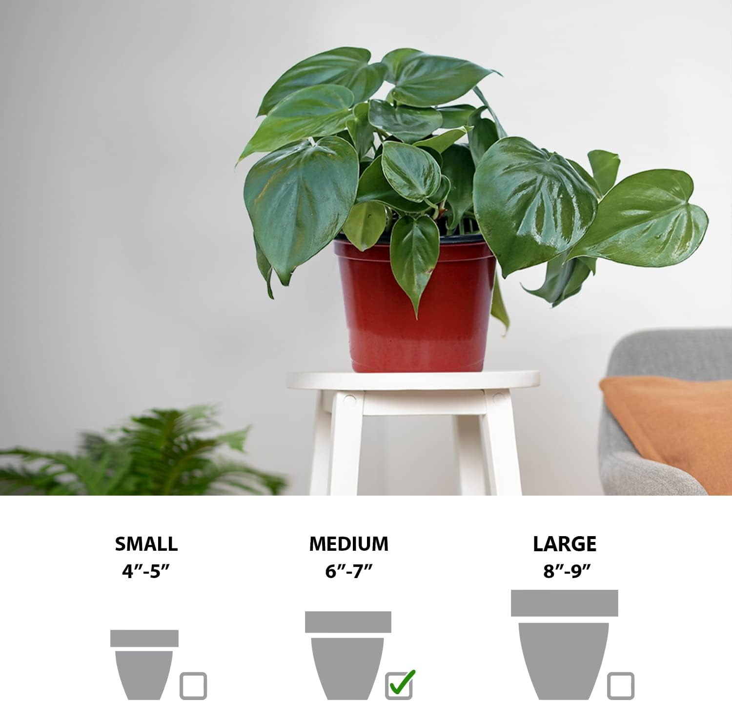 Live Heartleaf Philodendron, Philodendron Hederaceum, Trailing Houseplant, Live Decor, Father's Day Gift, Indoor Plant in 6" Pot