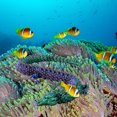thumbnail image 3 of Dpityserensio Printed,Fish Tank Landscaping Decoration Printing Articulated, 3 of 5