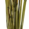 thumbnail image 3 of Vickerman 40" Basil Elephant Reed, 10 oz Bundle, Dried, 3 of 4