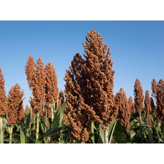 50 MENNONITE SORGHUM Sugar Cane Sorghum Bicolor Grain Vegetable Seeds