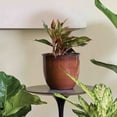 thumbnail image 2 of Bloem Canyon 8" Indoor Metal Cachepot - Glossy Decorative Planter with Powder-Coated Finish, Removable Drain Plug, Terra Cotta, 2 of 5