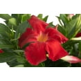 thumbnail image 2 of Island Blooms Live Outdoor Red Mandevilla in 1.5 Pint Pot – 14 inch Tall, Full Sun, 2 of 7