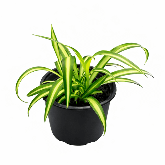 Live Spider Plant 4 Inch Pot, Easy Care Indoor Houseplant, Air Purifying Chlorophytum Comosum