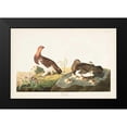 thumbnail image 2 of Audubon, John James 14x11 Black Modern Framed Museum Art Print Titled - Pl 191 Willow Grouse, 2 of 5