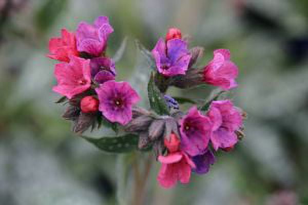 Raspberry Splash Lungwort Perennial - Pulmonaria - Live Plant - Gallon Pot