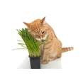 Cat Grass for Indoor Cats Cat Grass Kit with Seeds!