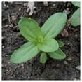thumbnail image 3 of Everwilde Farms - 1 oz Polar Bear Zinnia Garden Flower Seeds - Gold Vault Bulk Seed Packet, 3 of 3