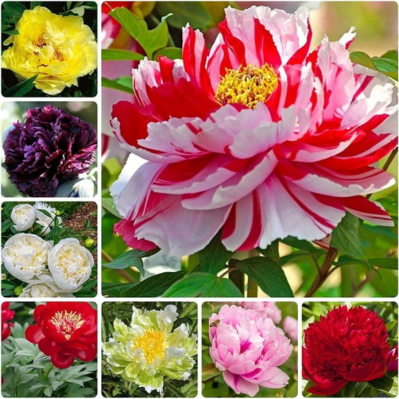 CZ Grain 15 Peony Planting Seeds, Mixed Color