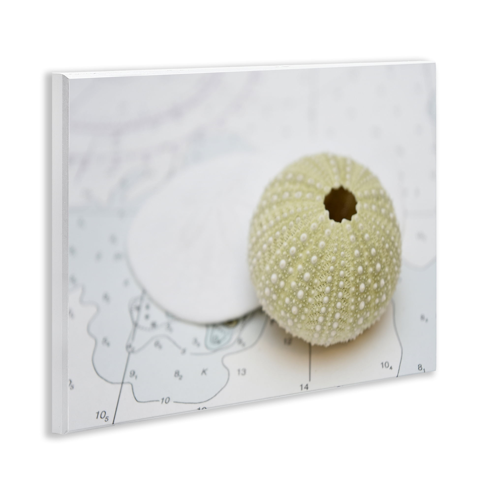 Stupell Industries Aquatic Sea Urchin Nautical & Beach Photography Unframed Art Print Wall Art, 14 x 11
